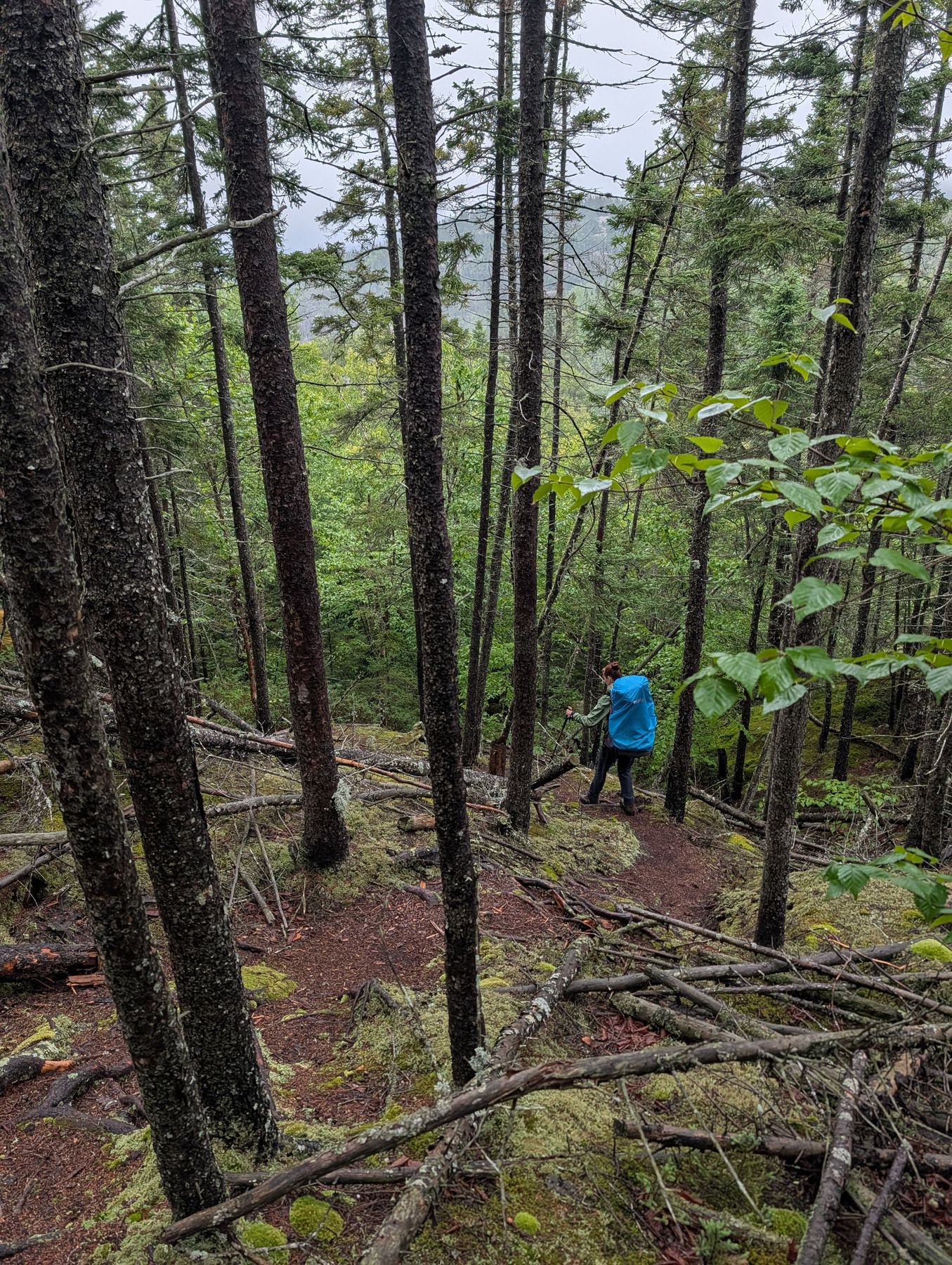 Dropping off the lookout back into wet spruce