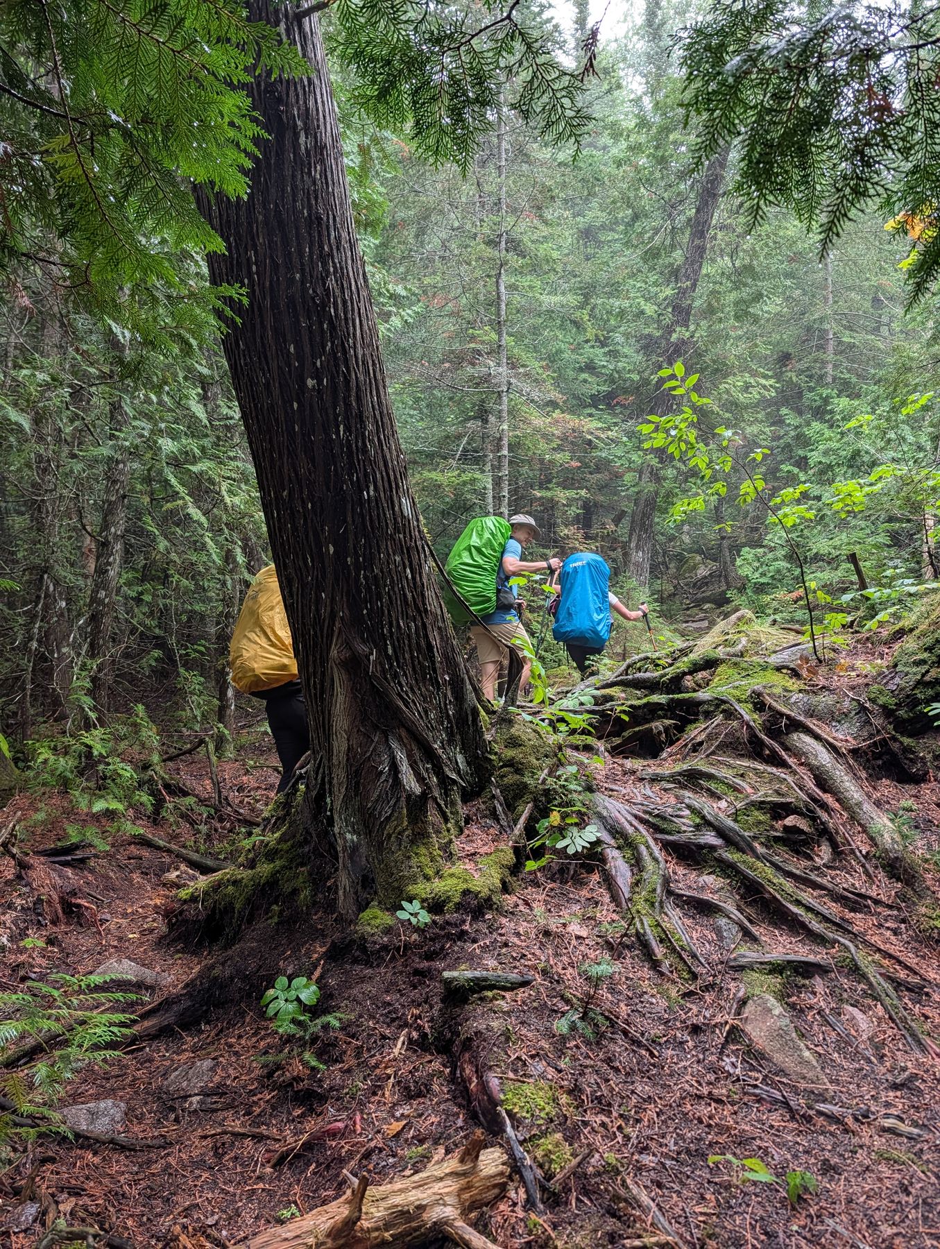 A leaning cedar and a tangle of roots on the way to Simons Harbour
