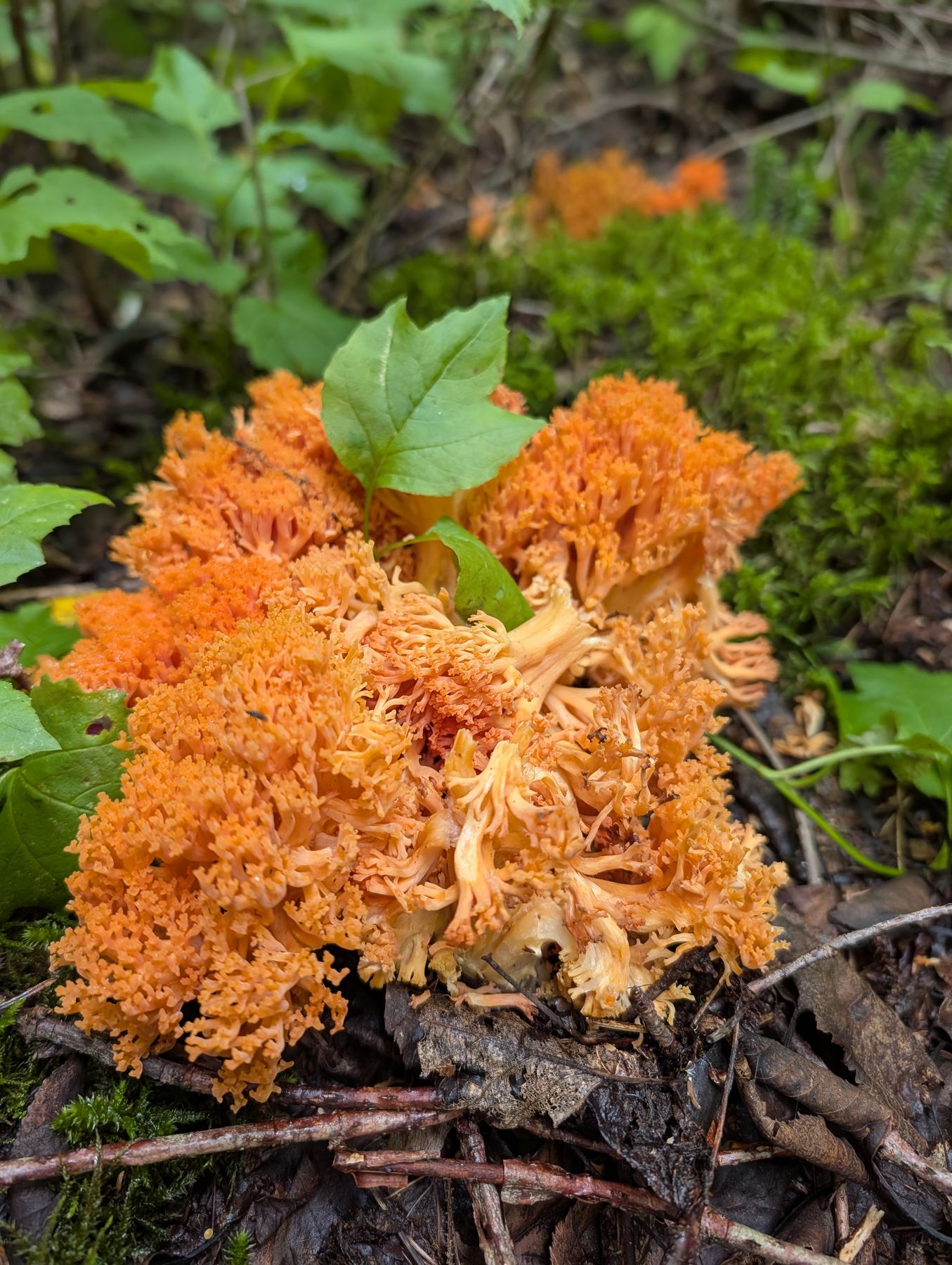 Coral fungus in flame orange on the forest floor