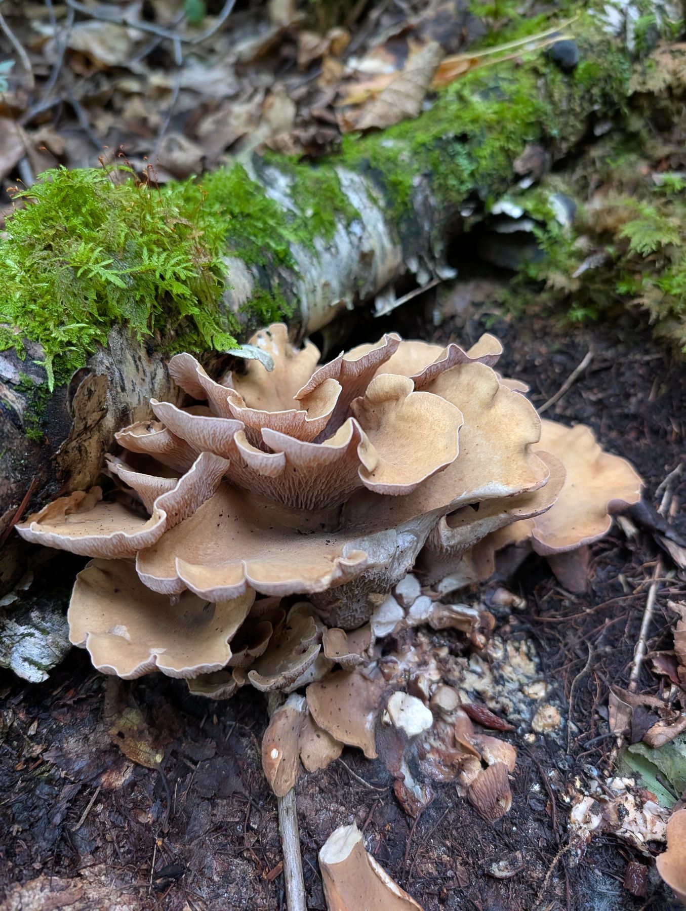 Shelf fungus stacked along a fallen birch