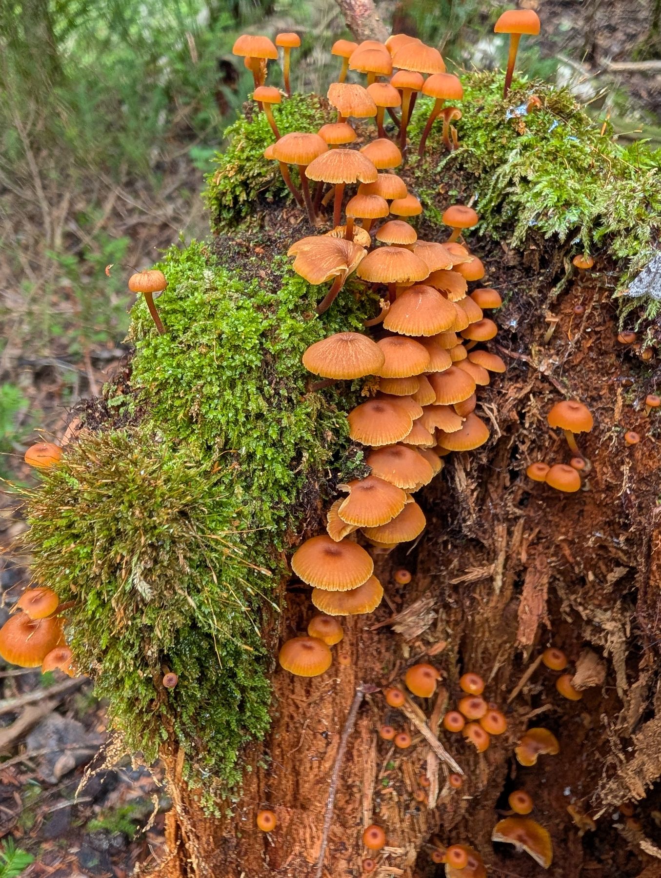 Orange caps crowding a mossy stump near Fisherman’s Cove