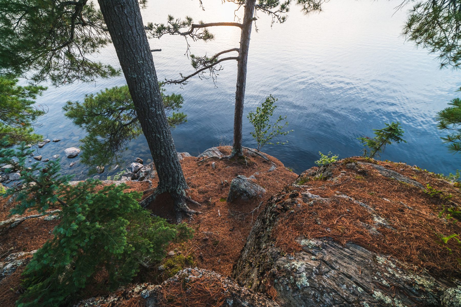 Afternoon sun through a white pine on bare Shield rock