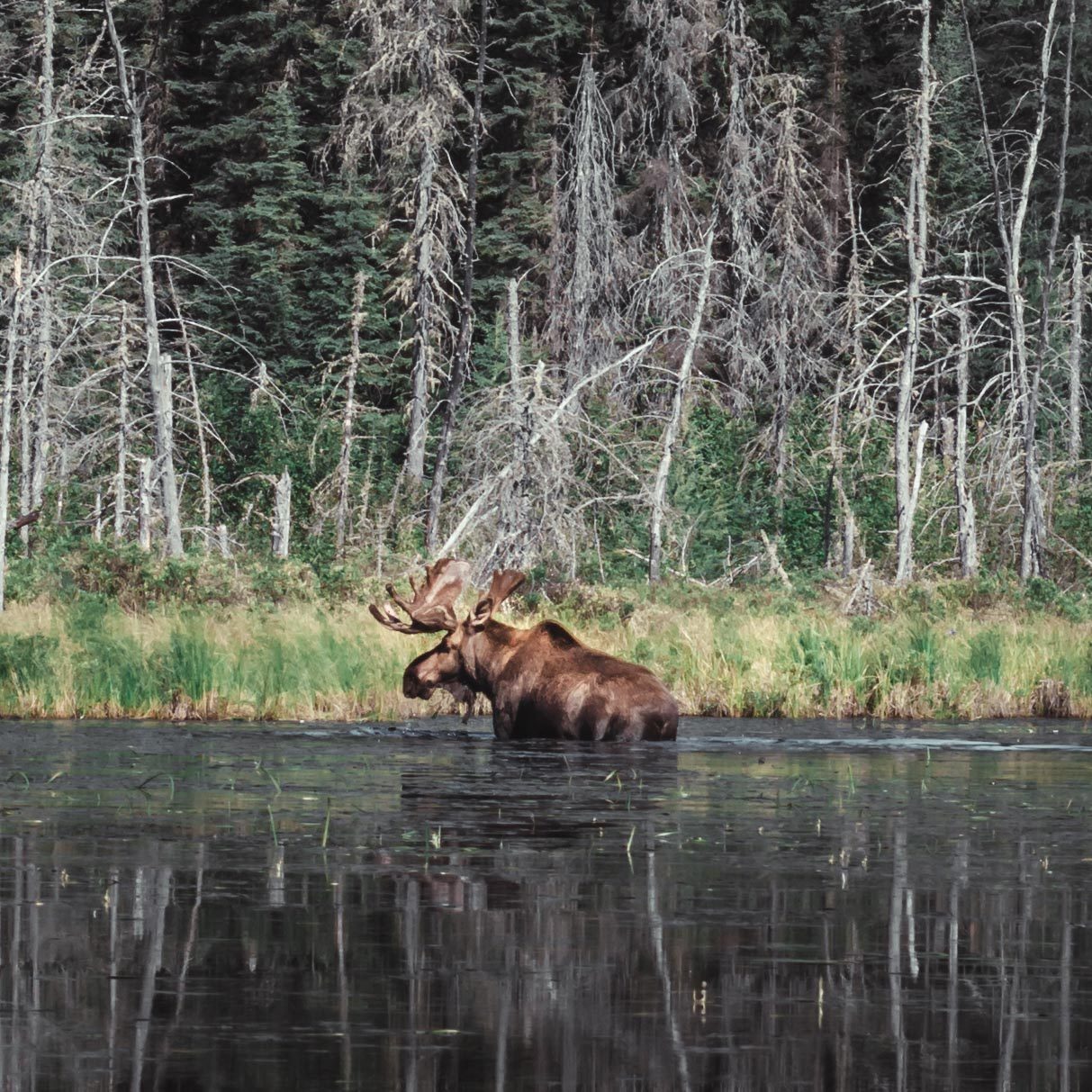 Bull moose feeding along a quiet back bay