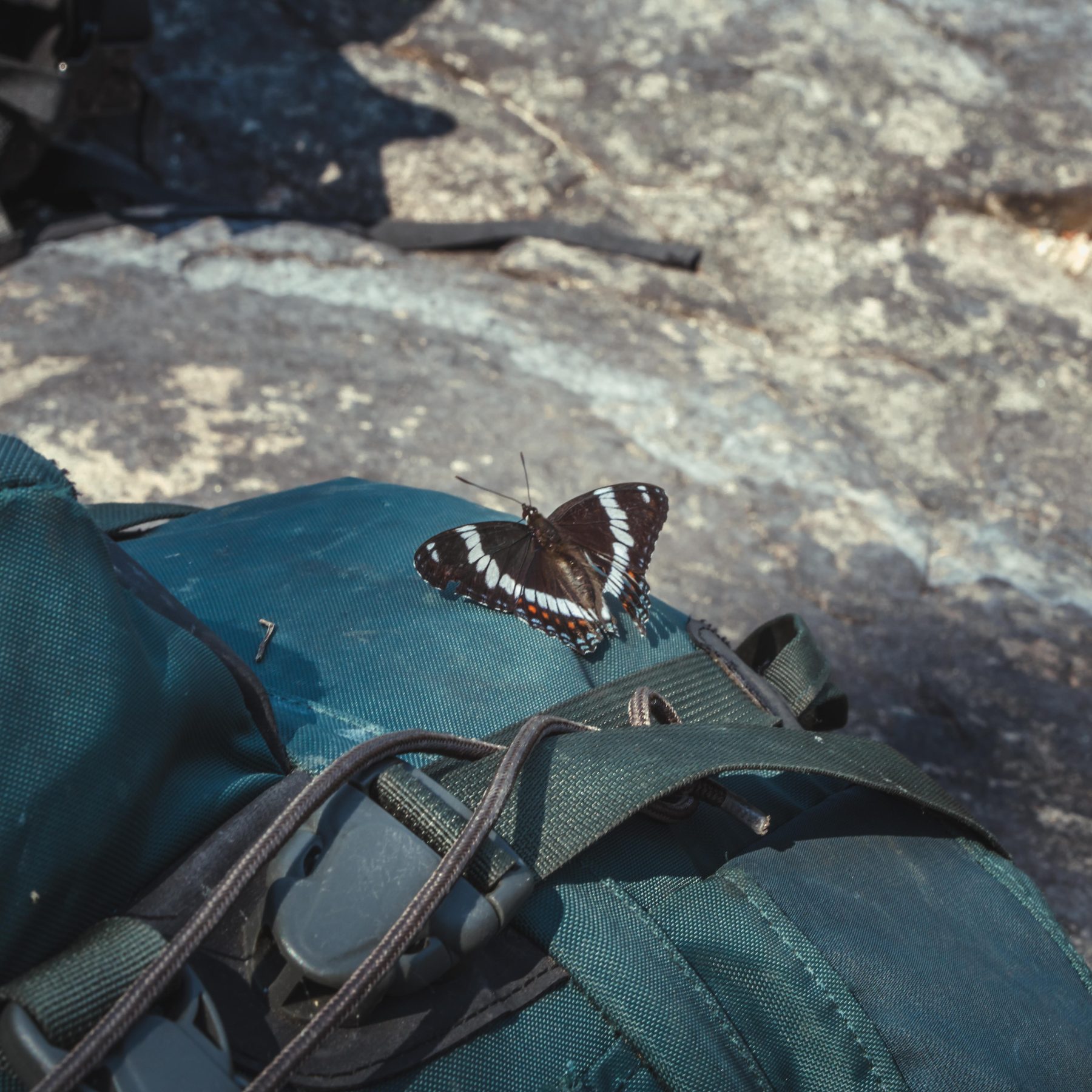 A white admiral rests on the portage pack