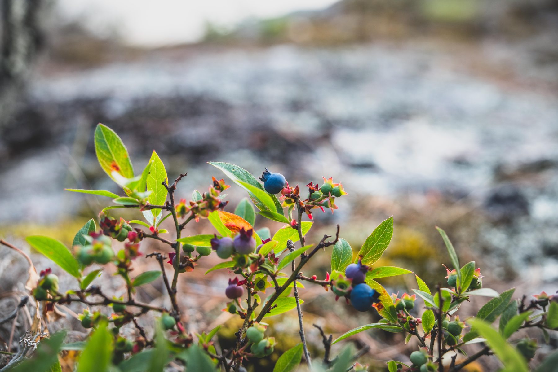 Wild blueberries ripening on the open rock