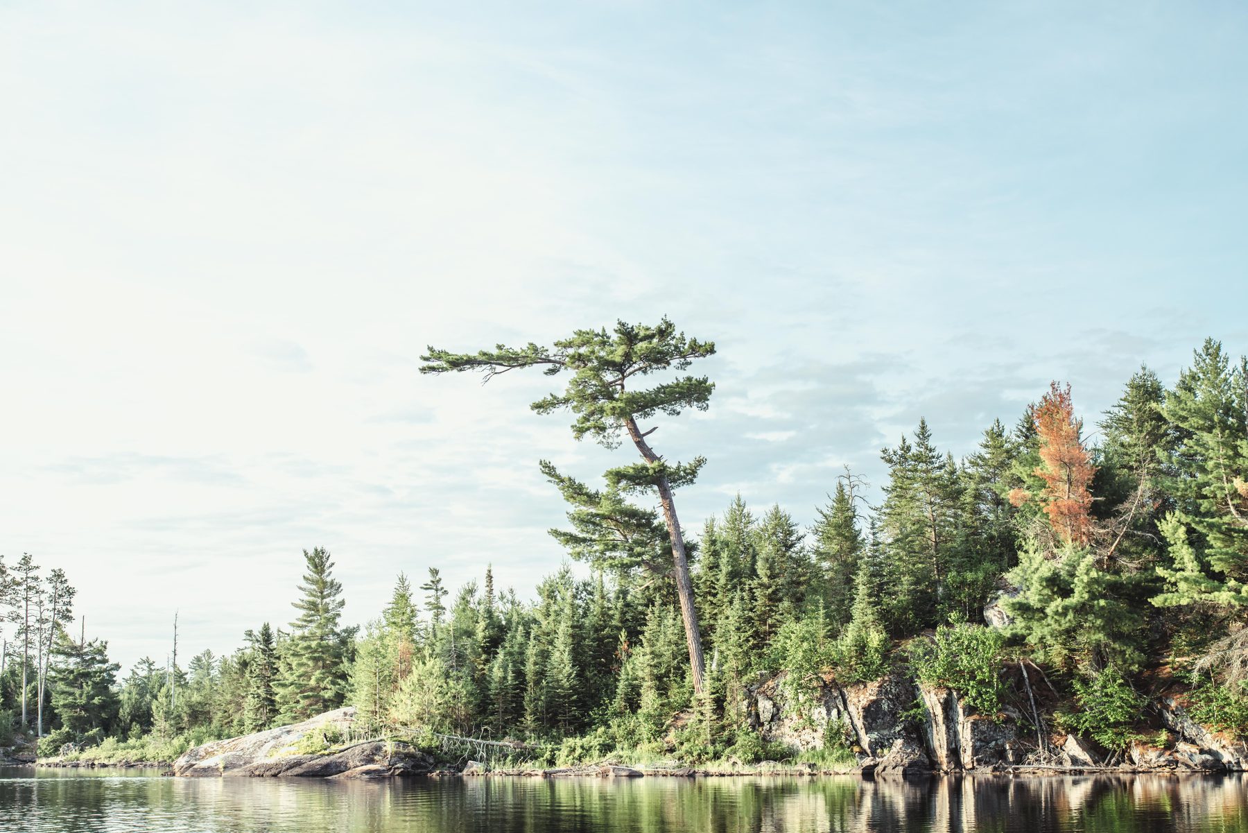 The leaning white pine