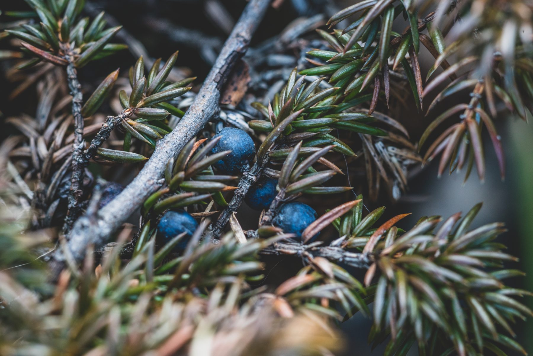 Juniper berries caught in a tangle of needles