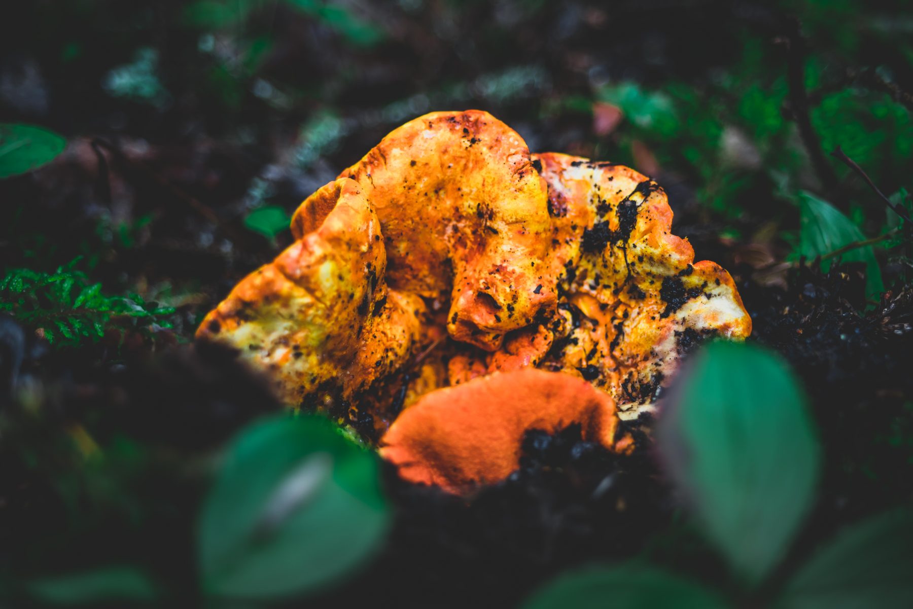 A knot of orange bracket fungus on bark