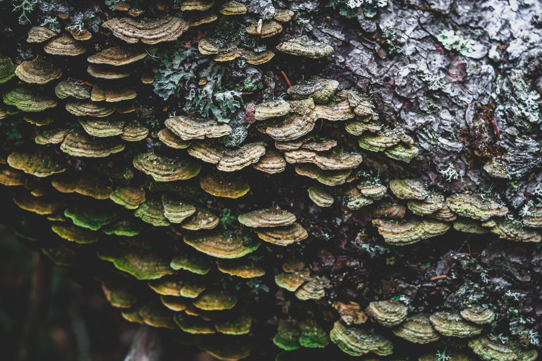 A pale amanita rising from deep green moss