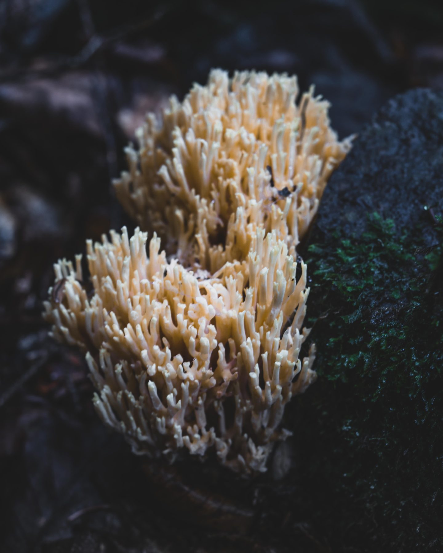 A small red-capped mushroom against the moss
