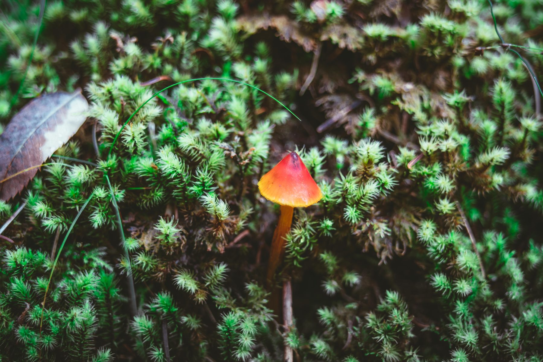 British soldier lichen, cup-tipped, among the pine needles