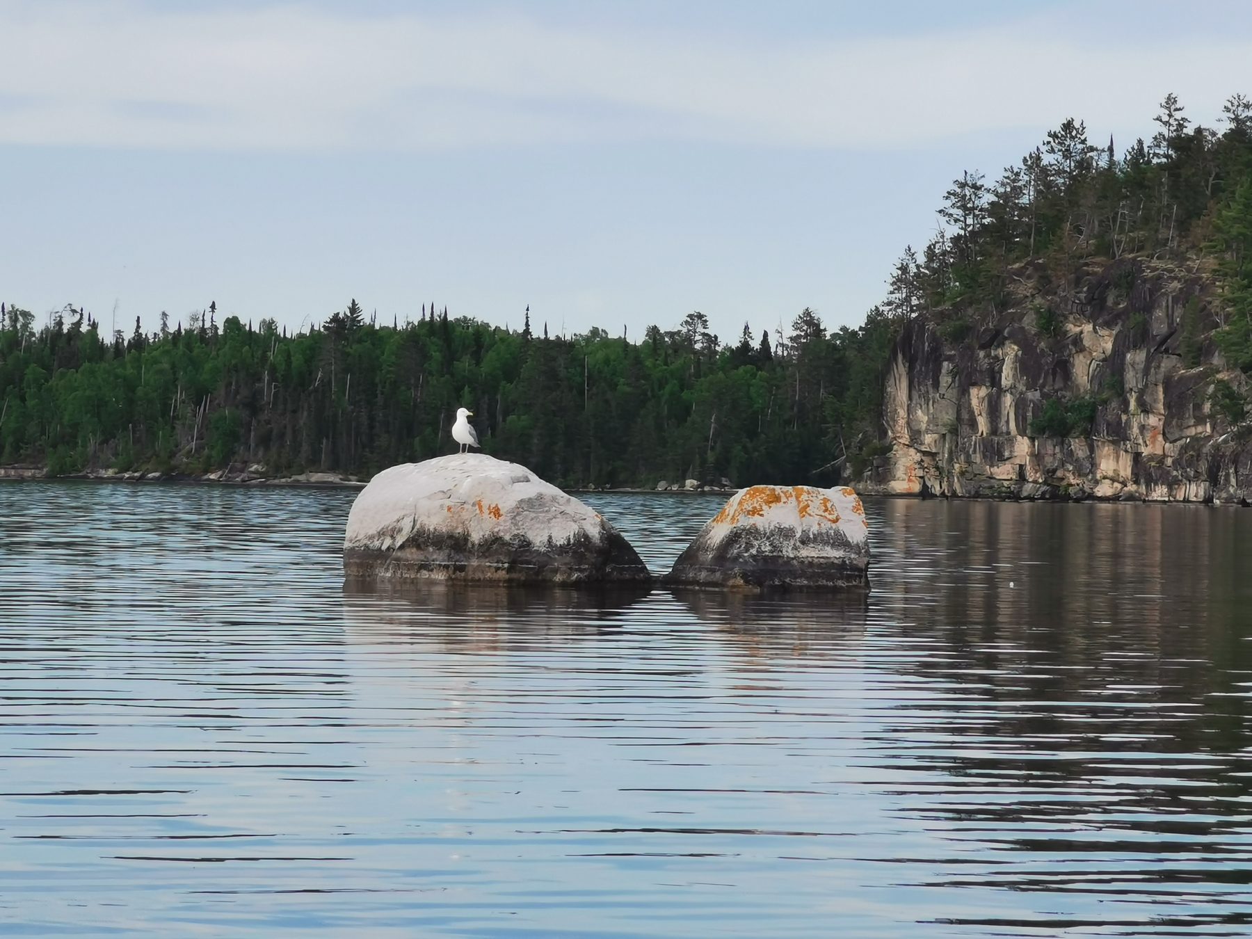 A gull keeping watch from the lichen-capped rocks